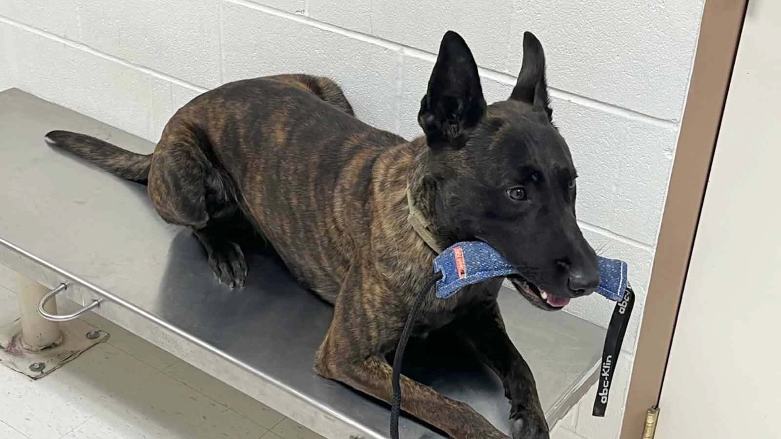 K-9 Mako, a Belgian Malinois who spent the past three years helping Carbon County deputies patrol Interstate 80 as a dual-certified narcotics detection and apprehension dog.