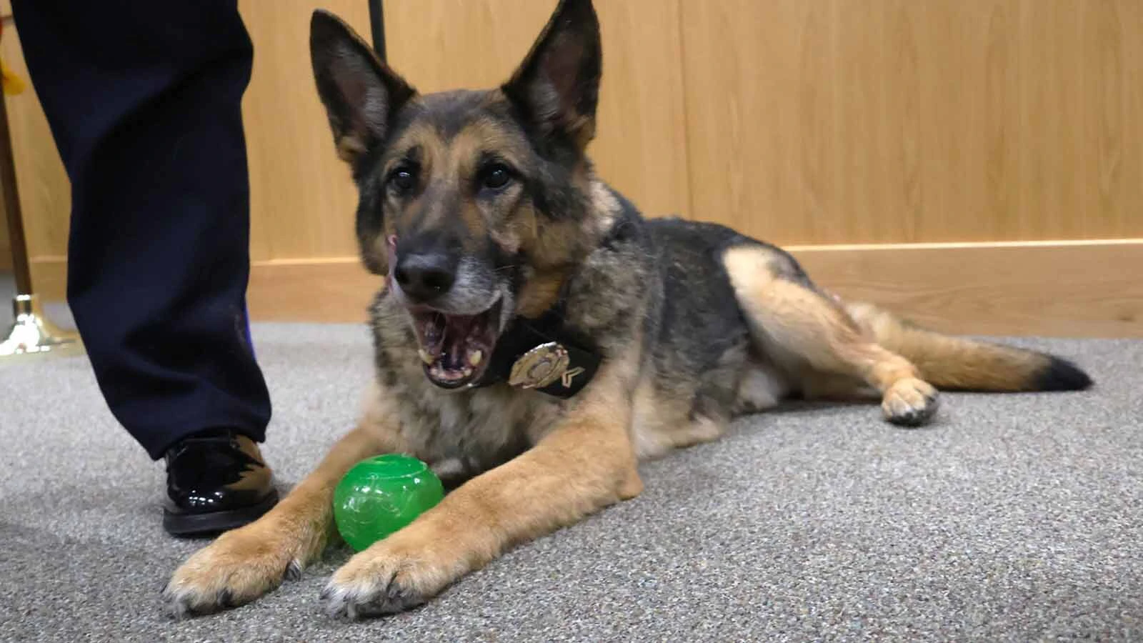 Mills Police Department K-9 Archer retired in 2025 after nearly nine years of service and spent the remainder of his life with his handler, Kate Acord.