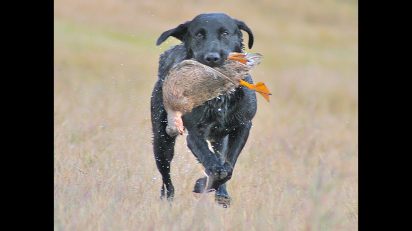 A Labrador retriever returns to its trainer with a duck during a recent field dog trial.