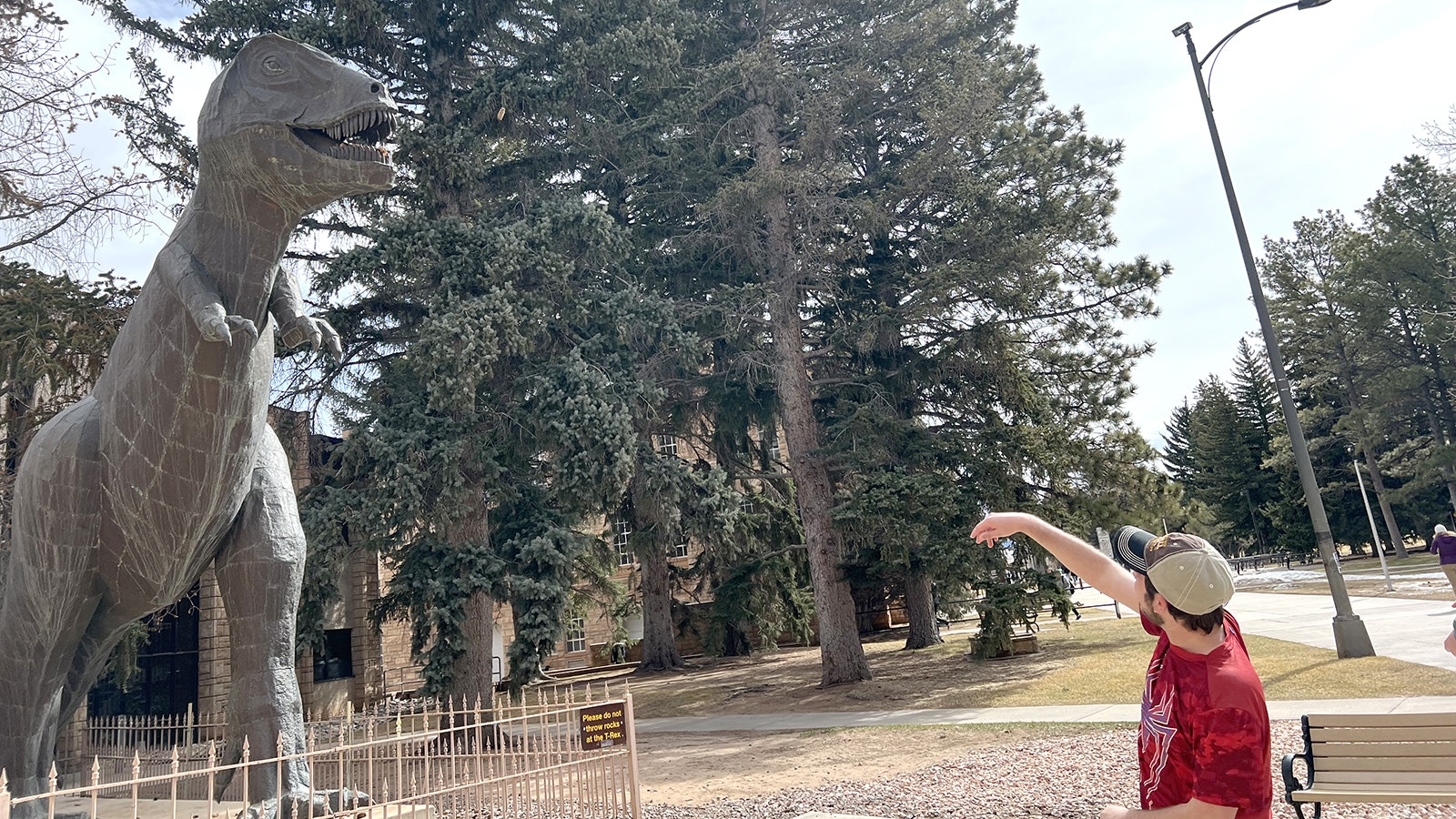 University of Wyoming geology student Andrew Wright tries to toss a pinecone into the mouth of “Rexy,” a life-sized Tyrannosaurus rex statue on campus.