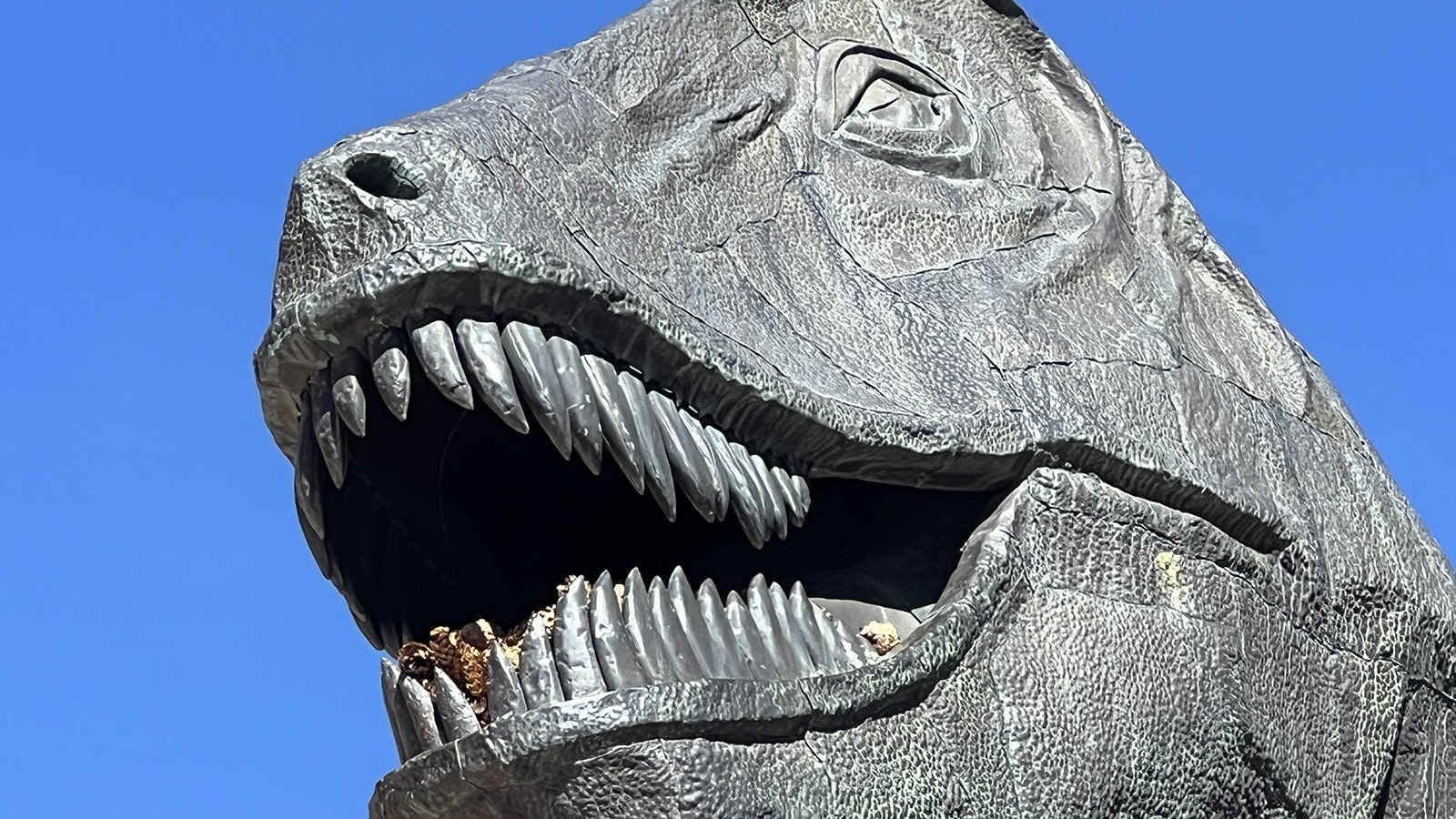 The mouth of a life-sized Tyrannosaurus rex statue on the University of Wyoming campus is almost always full of pinecones, tossed there by students hoping for good grades on exams.