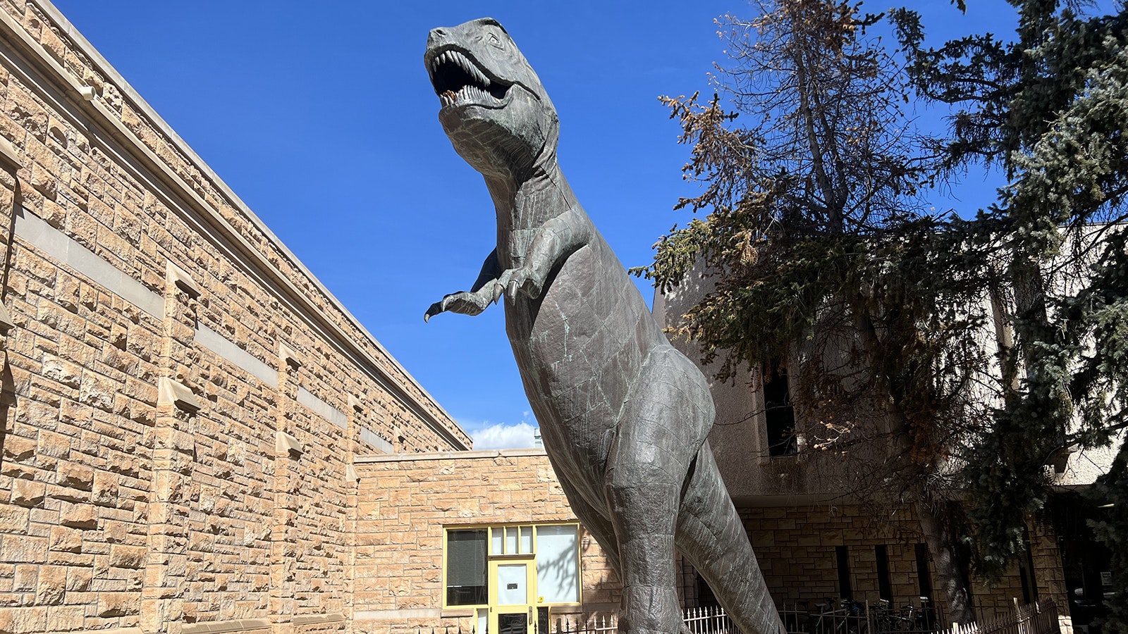 A life-sized copper Tyrannosaurus rex statue, affectionately called “Rexy,” has stood outside the University of Wyoming’s Geological Museum for about 60 years.