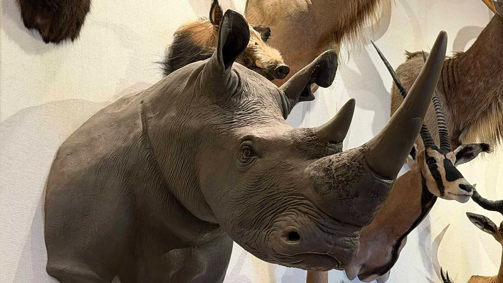A black rhino mount greets visitors inside Rick Bonander's Casper home. 