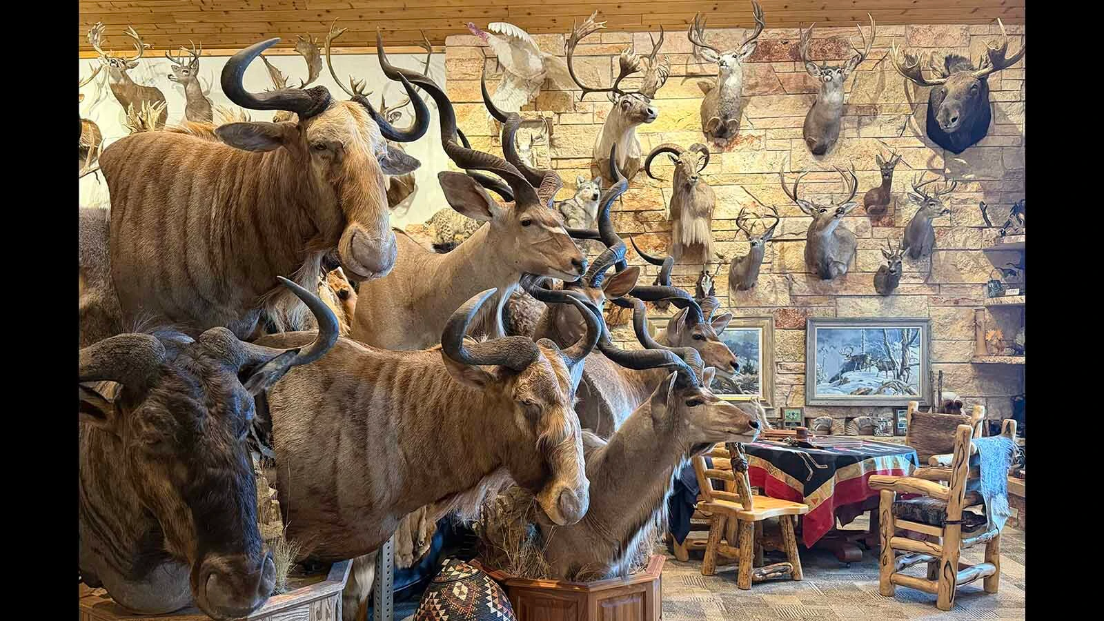Casper's Rick Bonander went to Africa once "to get it out of his system." Thirty-two trips later, the 74-year-old has tracked lions, hunted a man-killing elephant, took on a three-legged crocodile, and filled his home with memories from six continents.