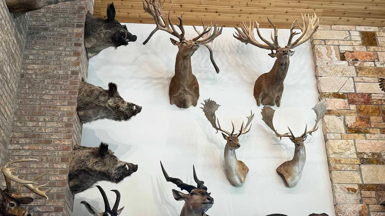 One wall in Rick Bonander's Casper home is covered with horns, skulls and mounts collected during decades of travel.