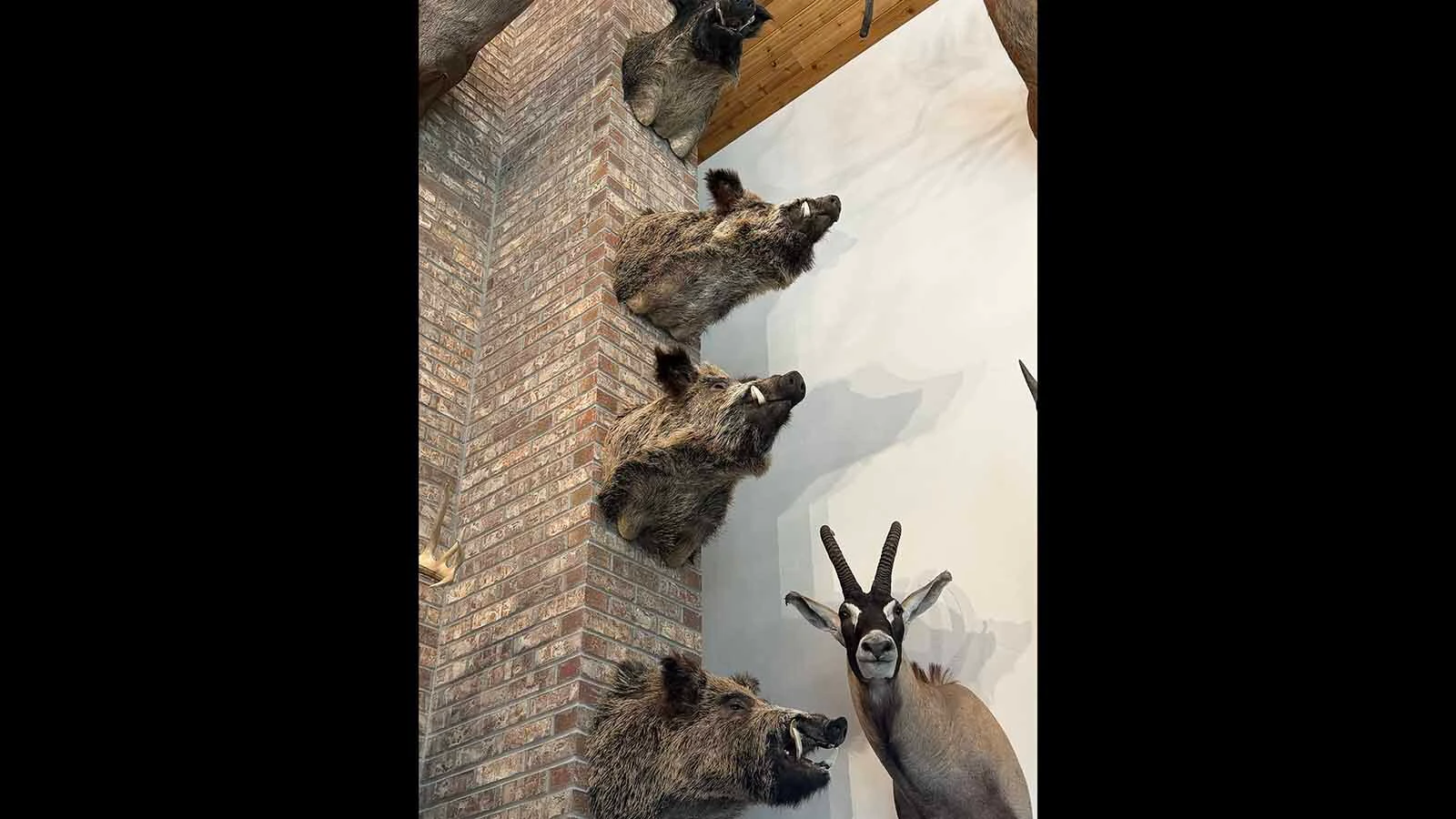 Mounted warthogs climb a brick pillar in Rick Bonander’s home.