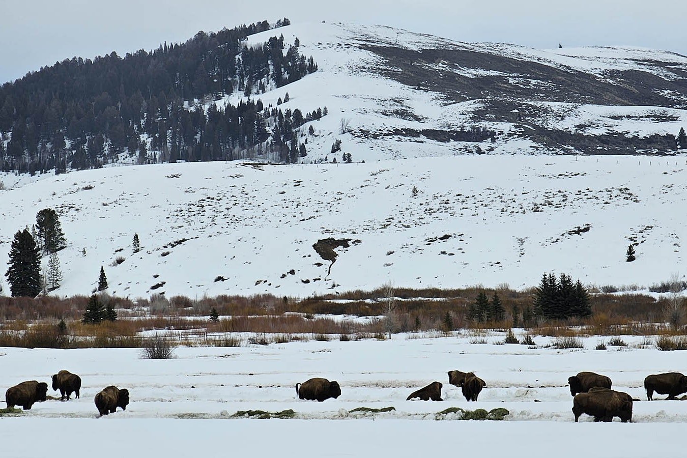 Bison graze in a field just below some of the mountain ranges that frame the sky at Joe Ricketts' ranch in Sublette County.