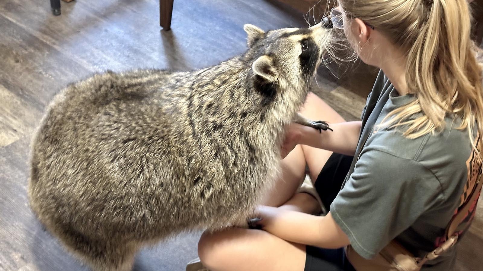 A Raccoon named Rico has adapted well to living with a family near Lander, but a Riverton veterinarian who has treated many of the critters said raccoons generally don’t make good pets.