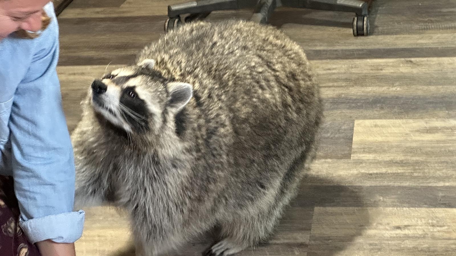 A Raccoon named Rico has adapted well to living with a family near Lander, but a Riverton veterinarian who has treated many of the critters said raccoons generally don’t make good pets.