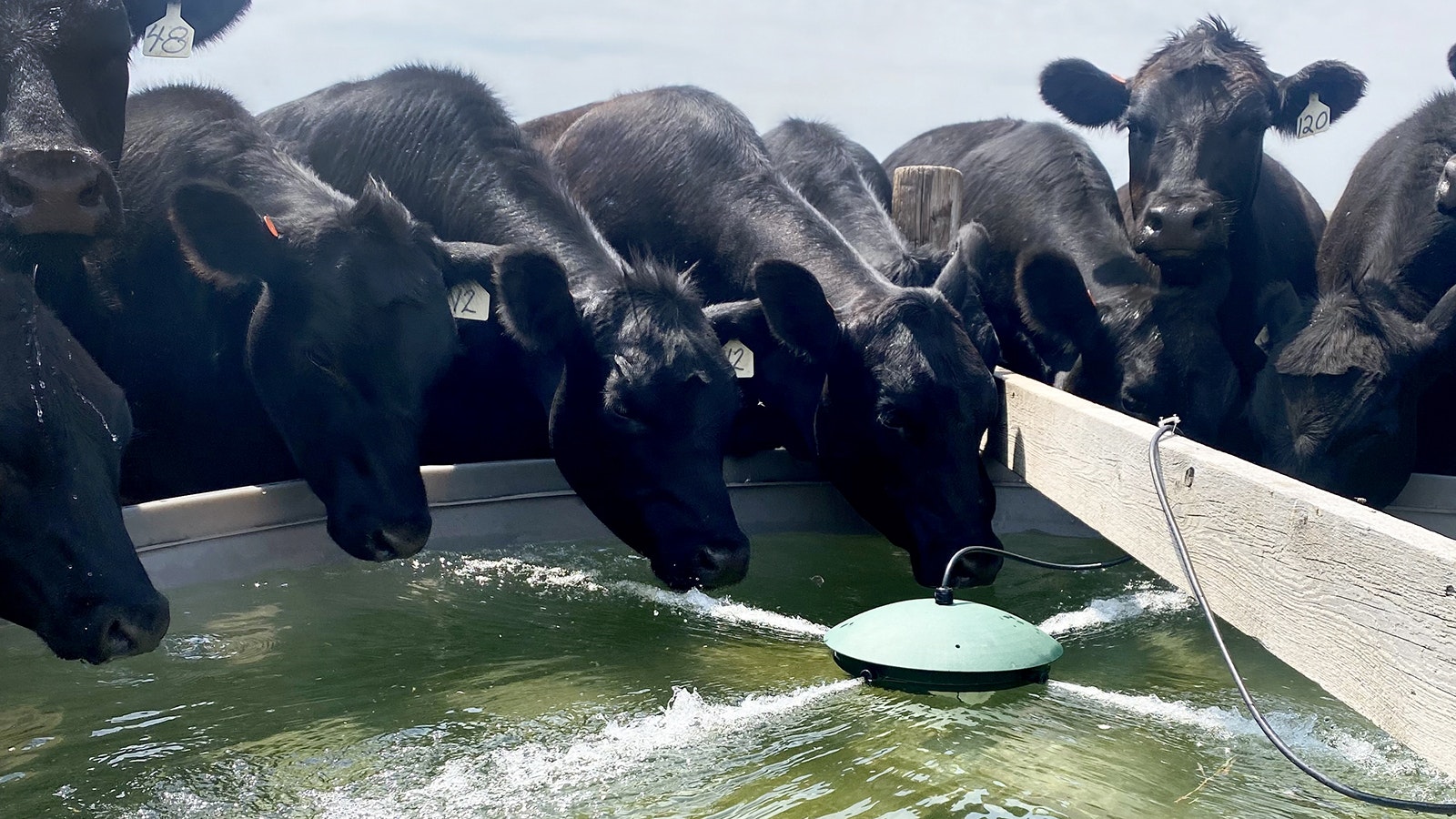 Randall and Shondah Otwells' cattle get a drink from a stock tack that's equipped with a Water Rippler. The circulation helps keep the water cooler in the summer months.