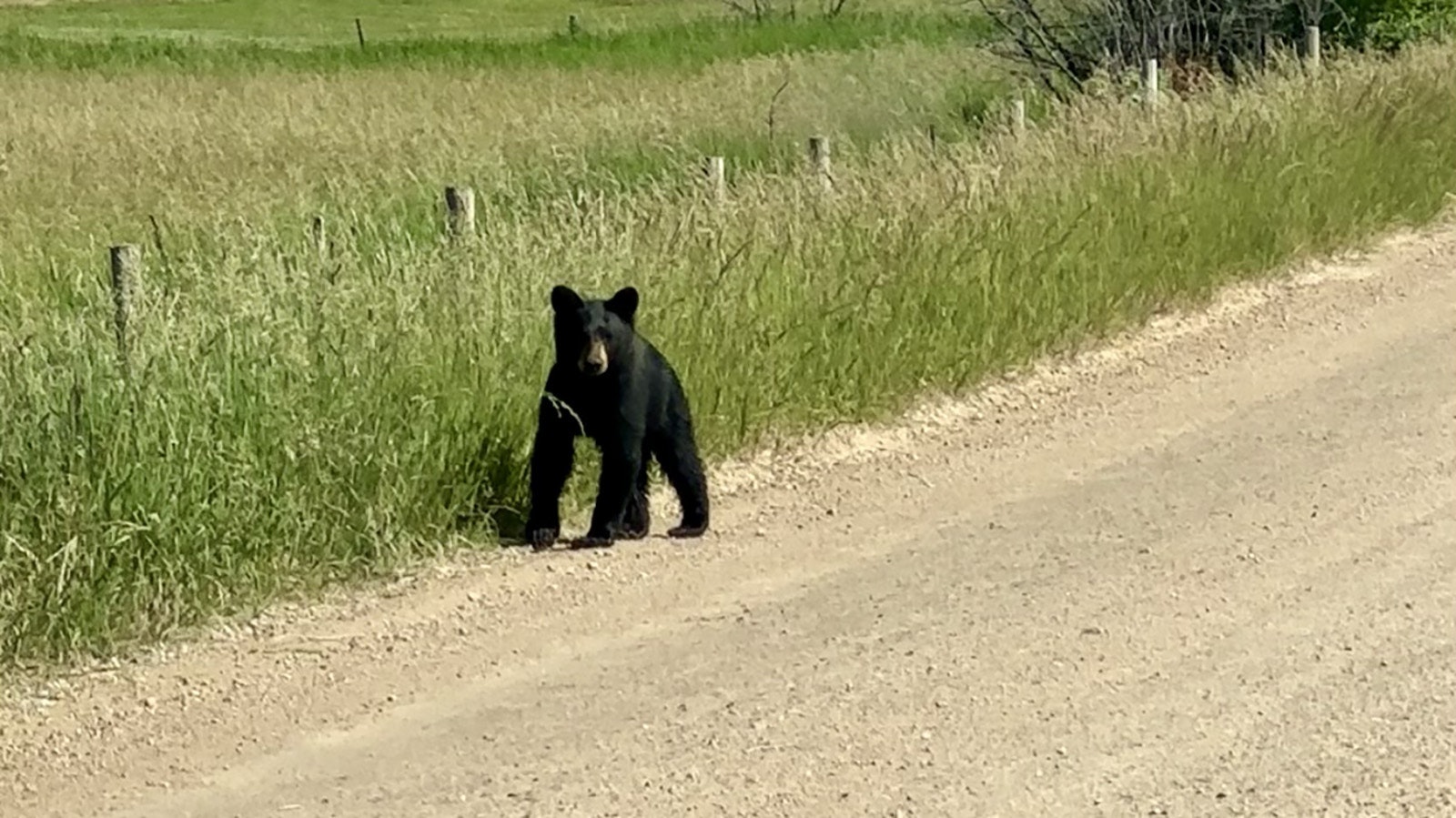 It’s been a busy time for black bears in Sheridan County. A man was attacked by a female bear defending her cubs Saturday. On Monday, this black bear cub was handing around alongside Beckton Road between Sheridan and Dayton early Monday. Local resident Terri Markham said she watched the cub for several minutes, but didn’t see its mother.