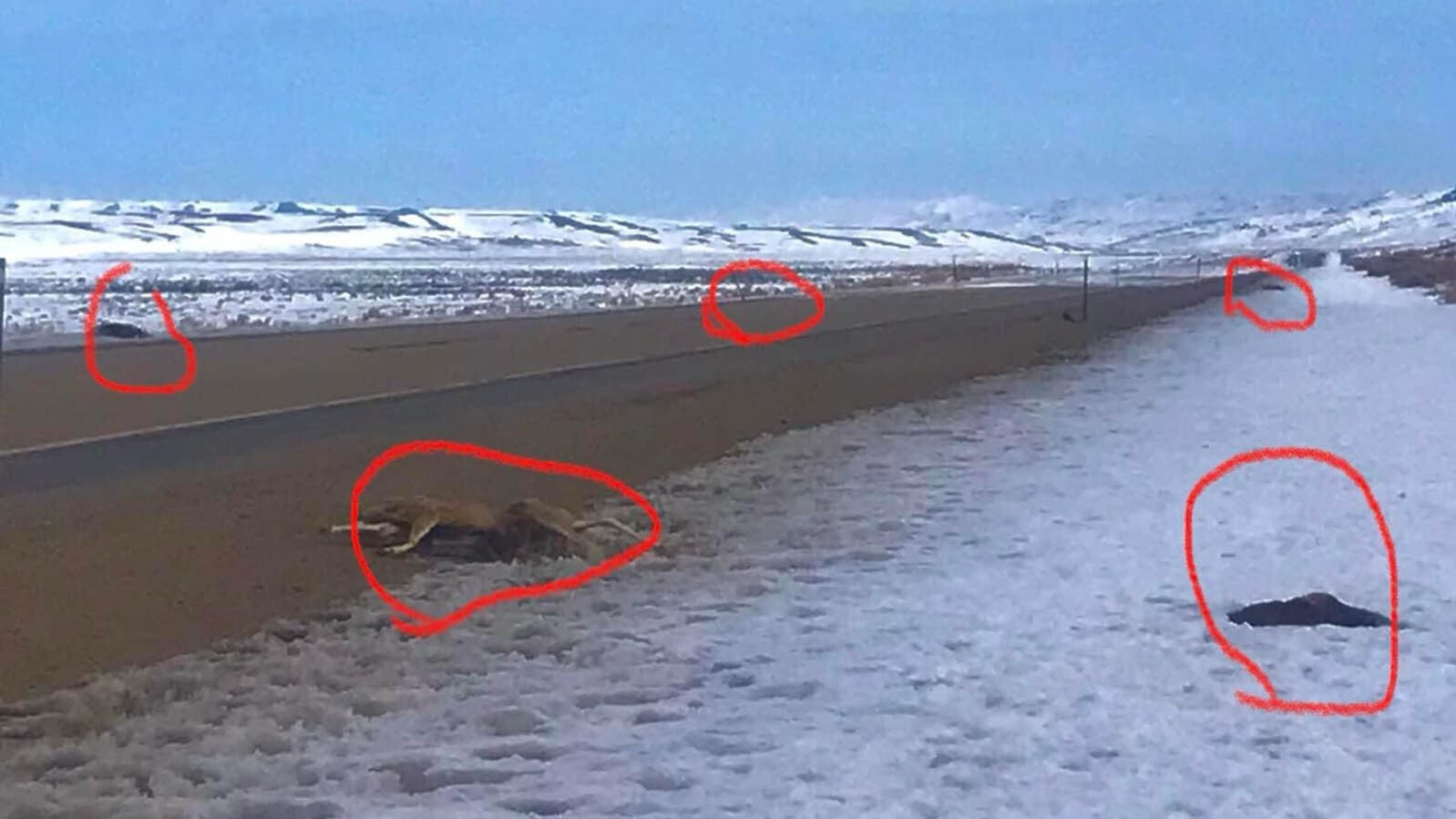 These five deer will all struck and killed within about 100 yards of each other along Highway 189 during the winter of 2022-2023. They represent just a fraction animals killed there over the decades.