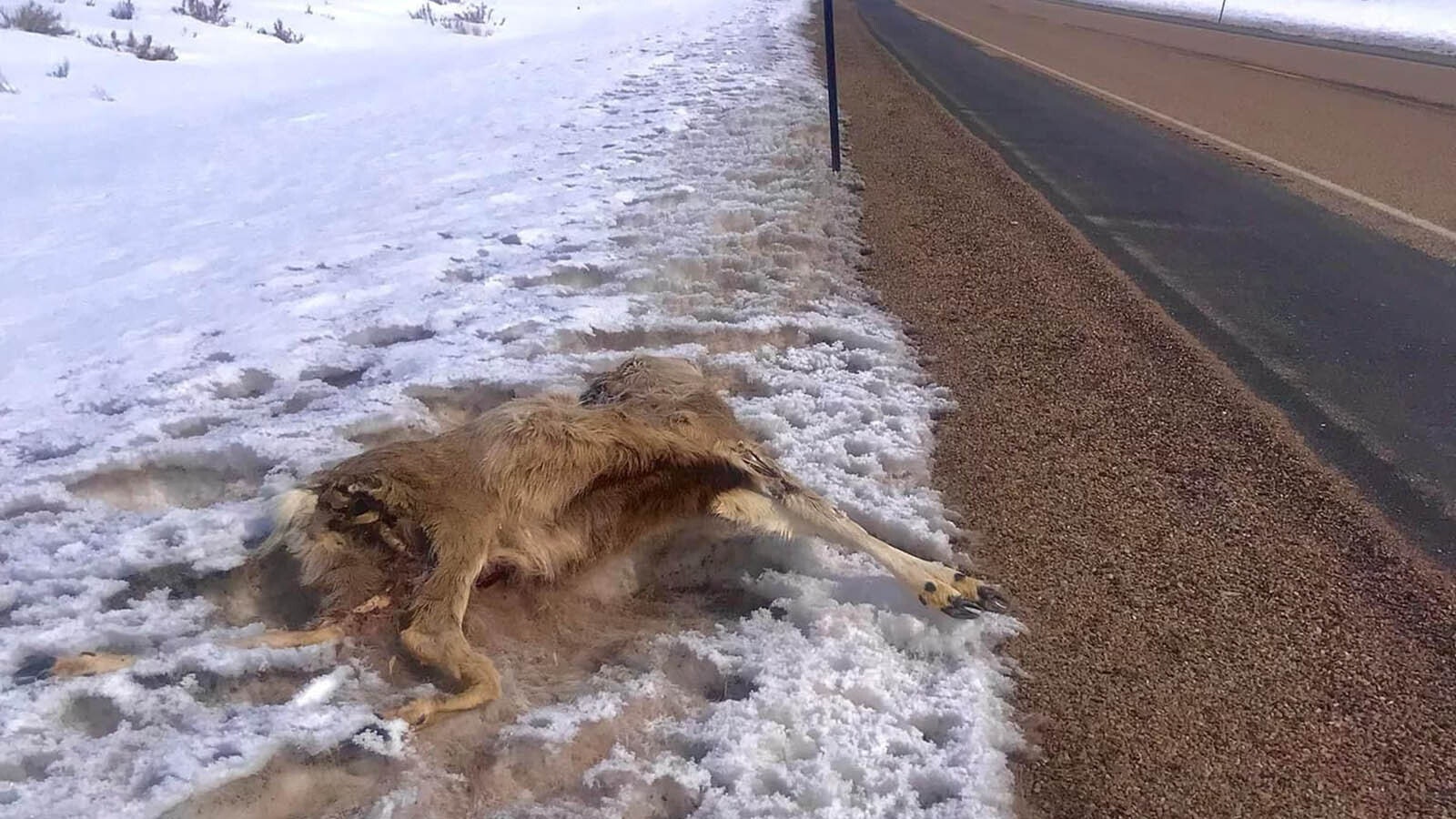 This deer, stuck and killed along Highway 189 between Interstate 80 and Kemmerer, is just one of thousands that have perished there over the years.