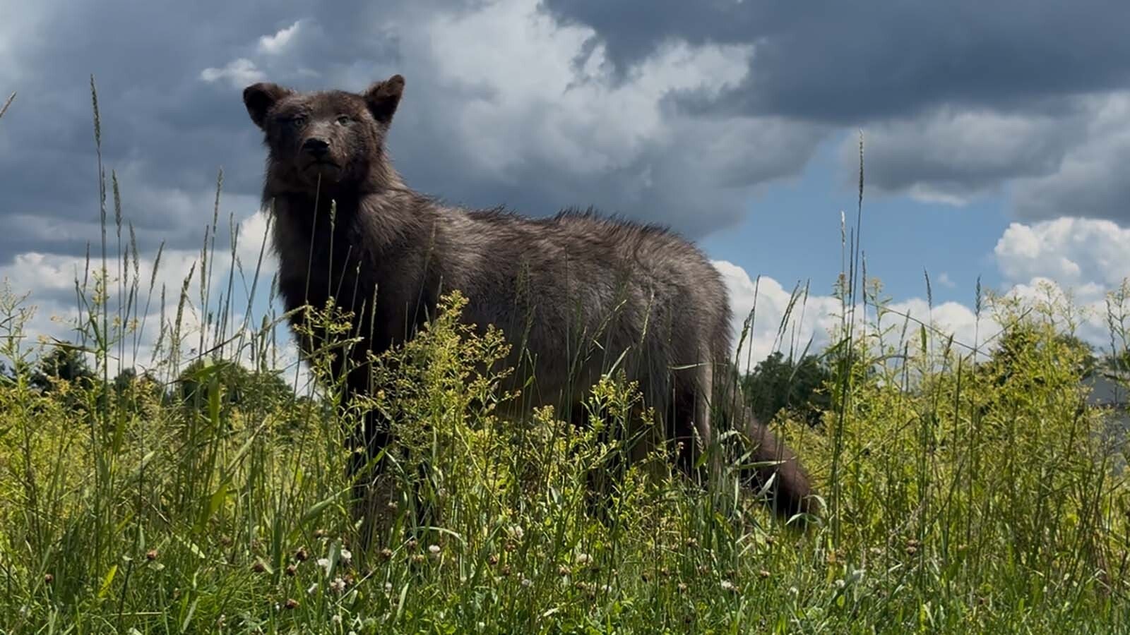 Robotic wildlife decoys, like this wolf, are made by Custom Robotic Wildlife in Wisconsin and used to nab people for game law violations in numerous states, including Wyoming.