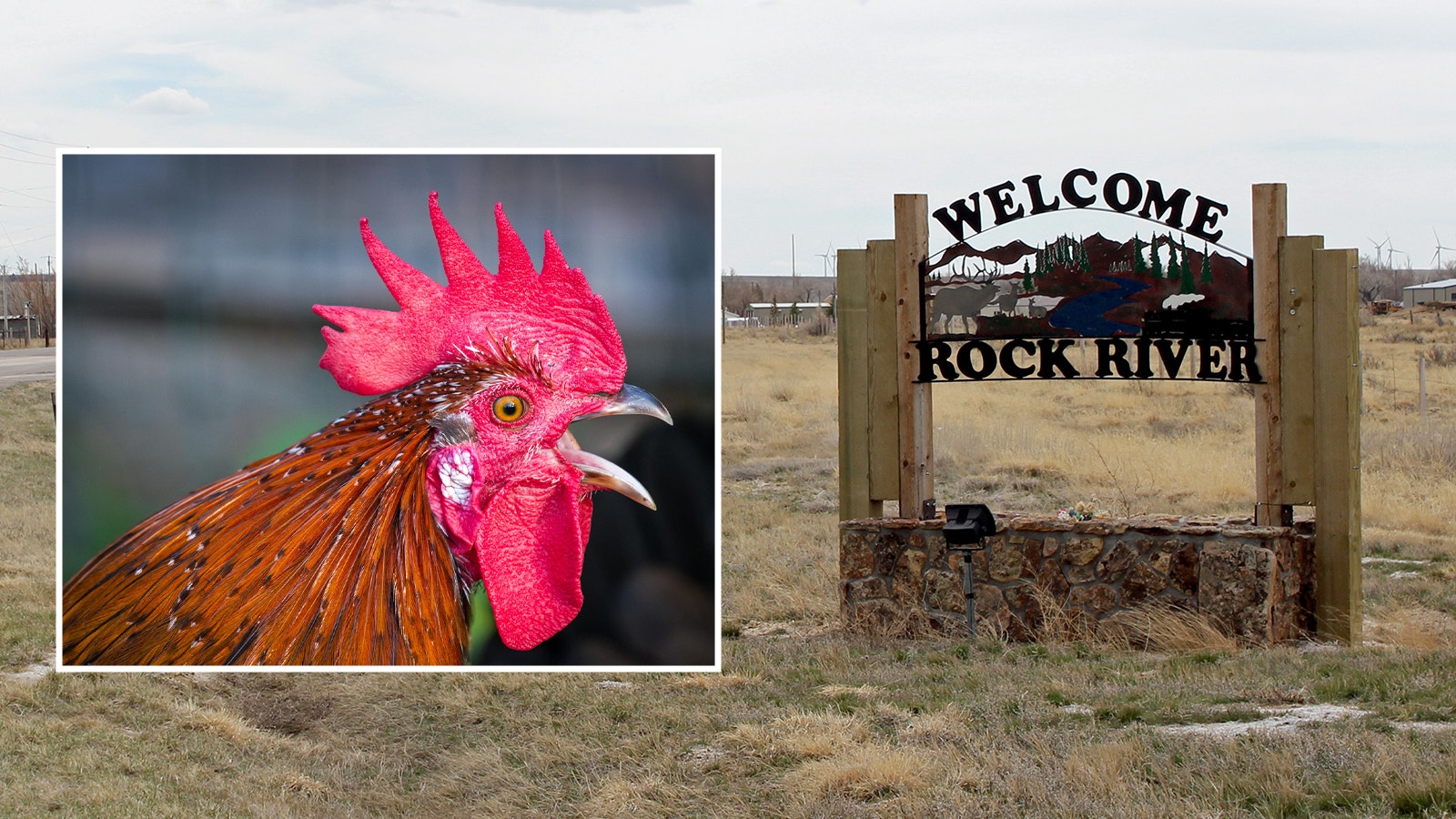 Rock River Rooster 6 5 25