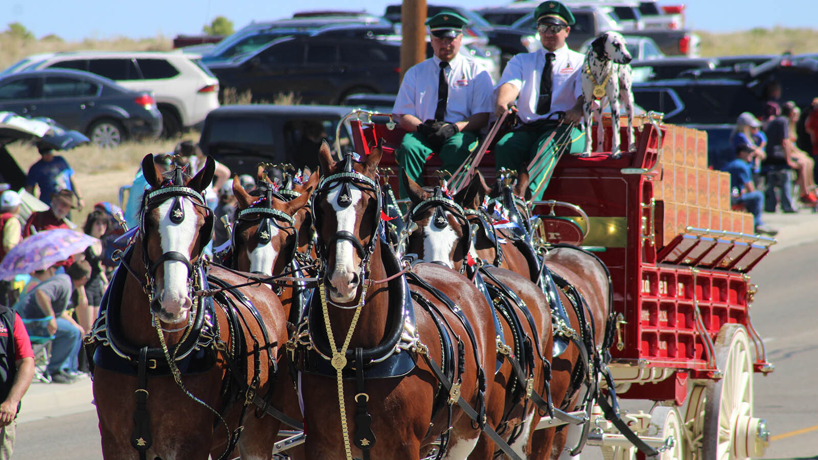 World famous Budweiser Clydesdales, Wow Rock …