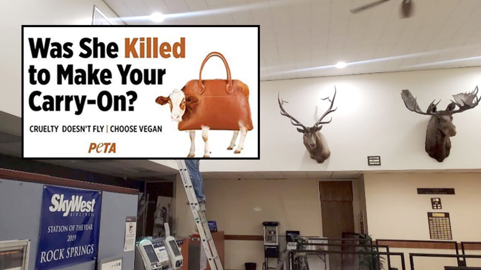 One argument PETA makes in its lawsuit over an ad denied by Southwest Wyoming Regional Airport is that the airport displays hunting trophies in its terminal and shows an alleged bias against PETA's views on animal cruelty.