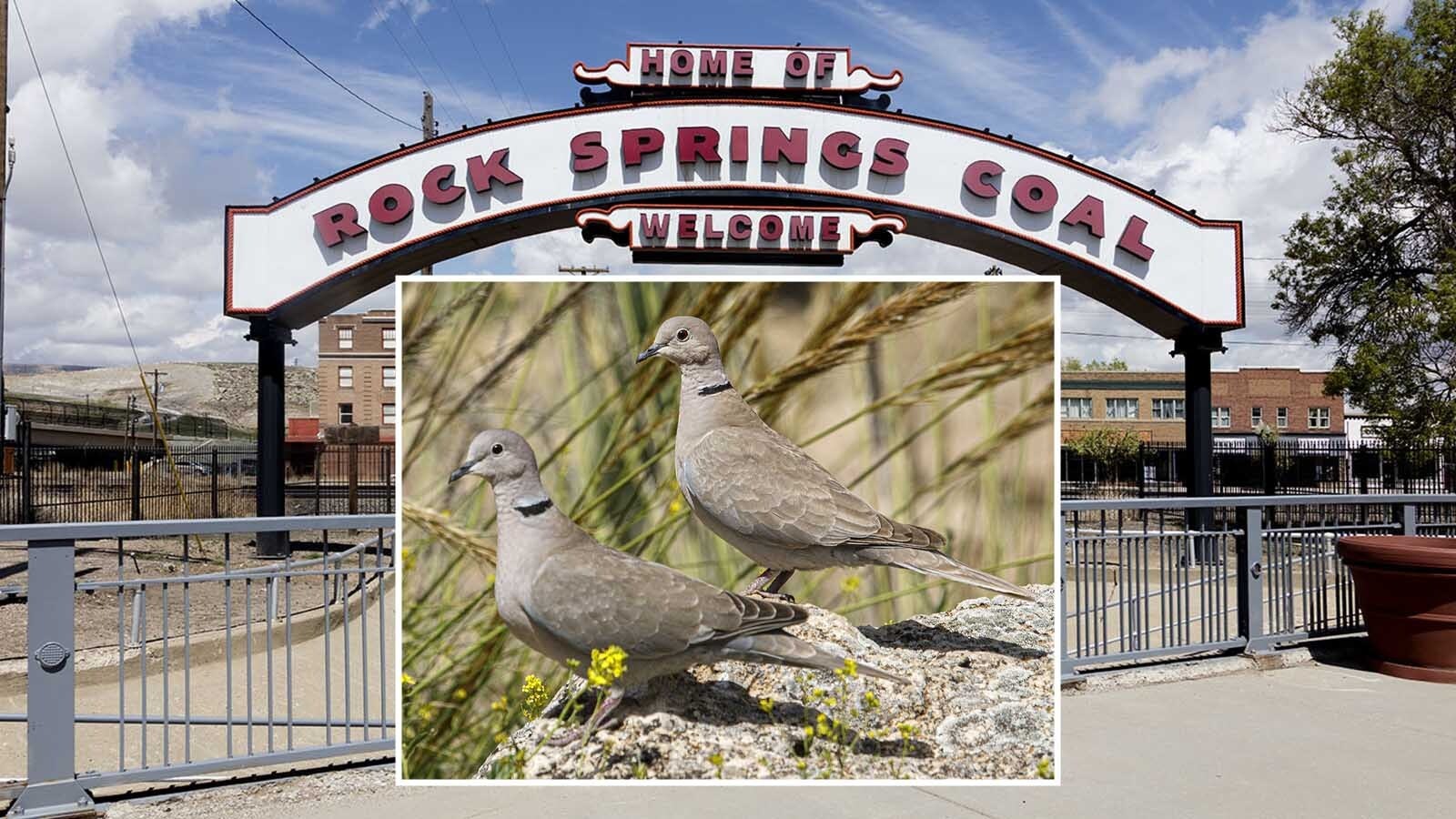 A lifeless dove found near a curb. Another beneath a tree. Then dozens more, mostly found within a tight radius of Rock Springs known as the “Tree Streets.” They died of a virus — not bird flu — Wyoming Game and Fish told Cowboy State Daily on Monday.