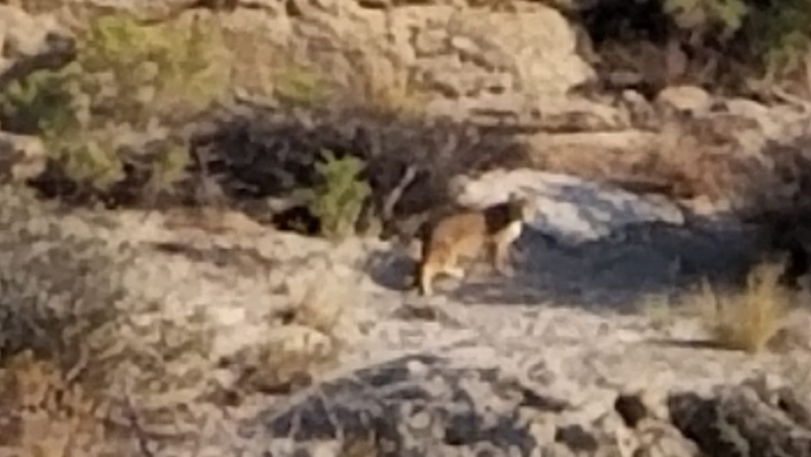 This photo of a big cat in Rock Springs was shared by Lynell Williams in the Sweetwater County Rants and Raves Facebook group in July. She says the photos were taken from about 150 yards away and that "it's not a bobcat."