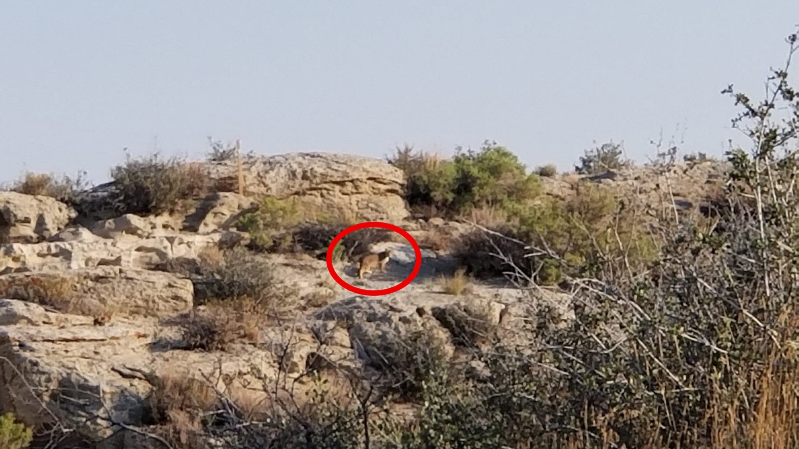 This photo of a big cat in Rock Springs was shared by Lynell Williams in the Sweetwater County Rants and Raves Facebook group in July. She says the photos were taken from about 150 yards away and that "it's not a bobcat."