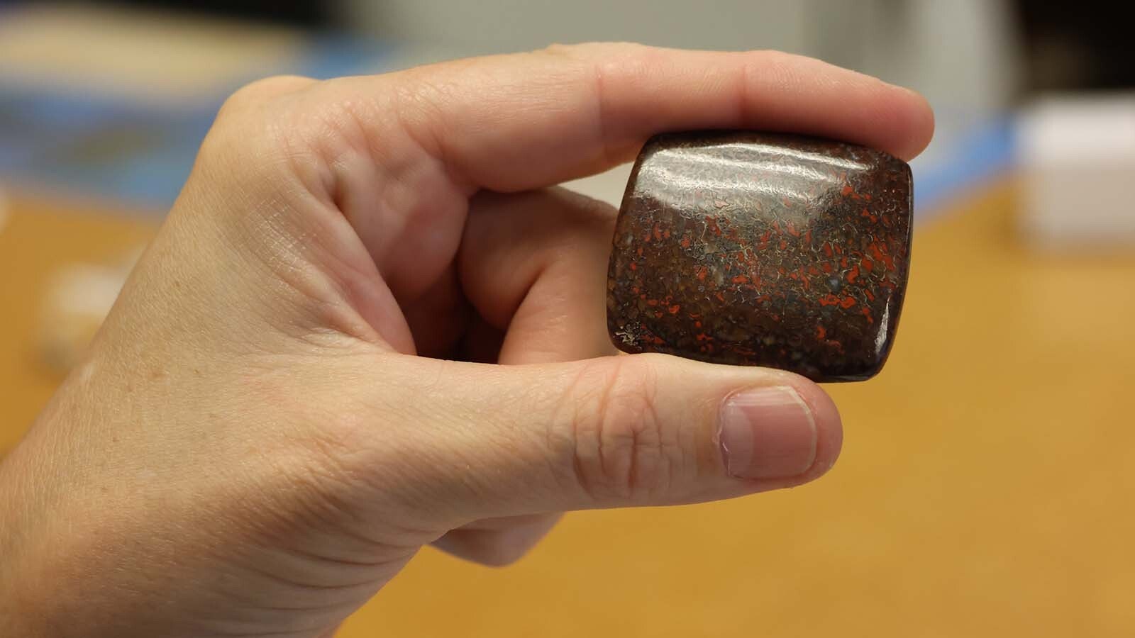 Rachel Hawkinson holds a polished and cut piece of dinosaur bone that she will someday make a piece of art with.