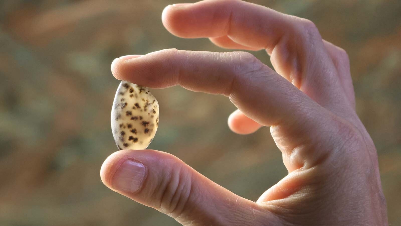 Rachel Hawkinson holds up a sweetwater agate, popular for rock collectors in Wyoming.