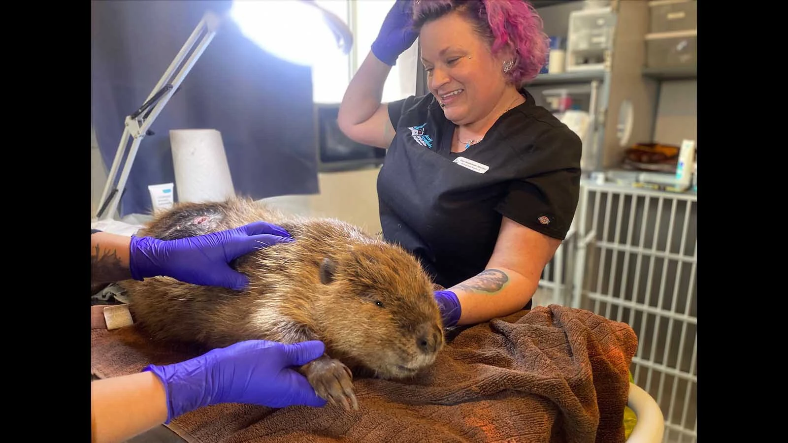 Amid Denver's urban sprawl, Rocky Mountain Wildlife Alliance is rescuing a fast-growing number of injured animals, like this beaver with an open wound.