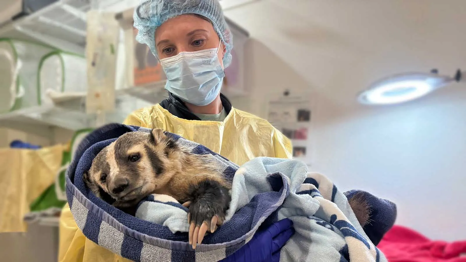 Amid Denver's urban sprawl, Rocky Mountain Wildlife Alliance is rescuing a fast-growing number of injured animals, like this badger.