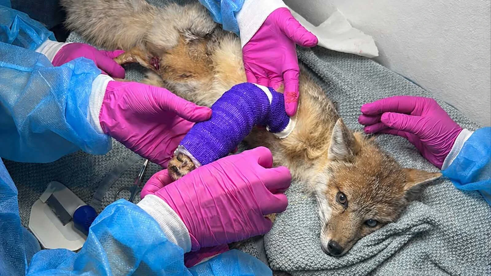 Amid Denver's urban sprawl, Rocky Mountain Wildlife Alliance is rescuing a fast-growing number of injured animals. “As the human environment expands, we’re seeing more and more conflict with wildlife,” founder Emily Davenport says.