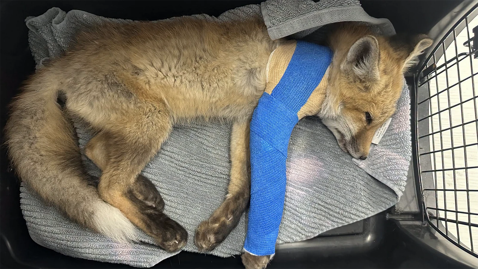 A kit, or young red fox, recovers after surgery for a broken leg at the Rocky Mountain Wildlife Alliance’s wildlife hospital in Sedalia, Colorado.