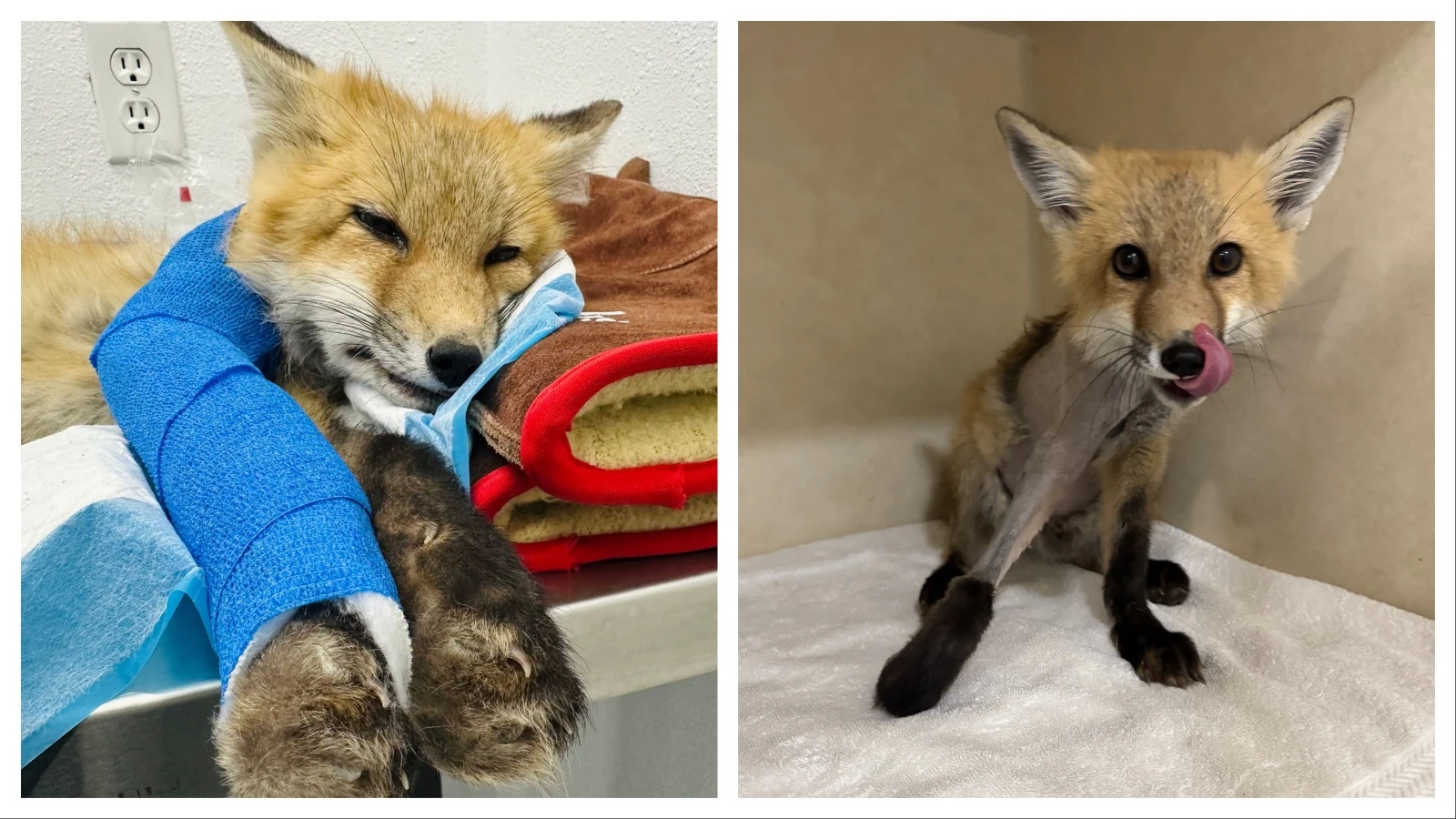 A kit, or young red fox, recovers after surgery for a broken leg at the Rocky Mountain Wildlife Alliance’s wildlife hospital in Sedalia, Colorado.