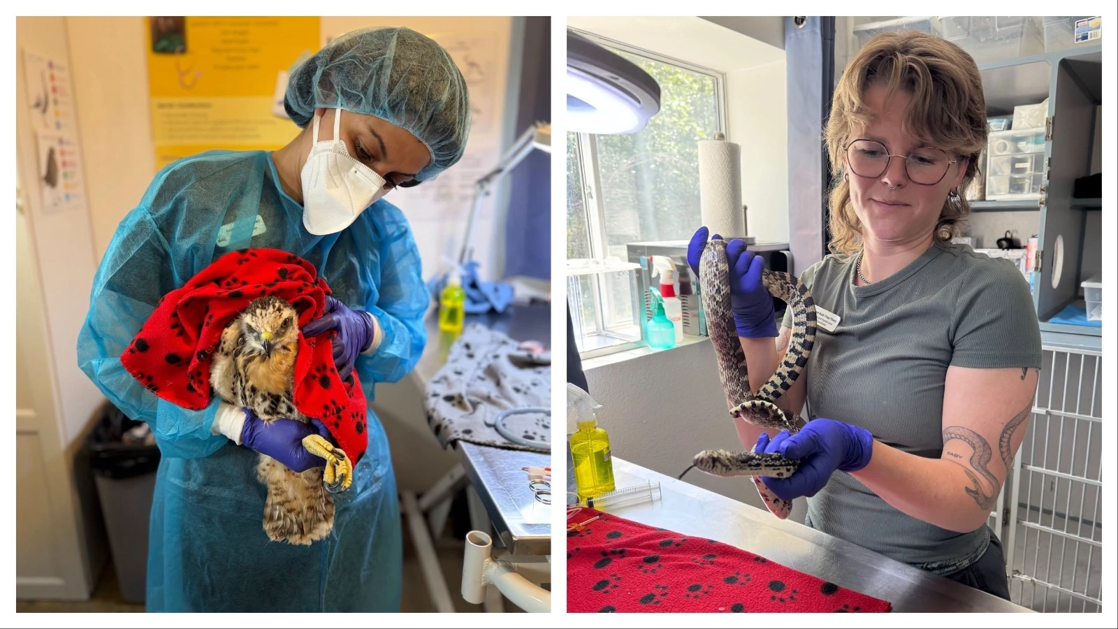 Amid Denver's urban sprawl, Rocky Mountain Wildlife Alliance is rescuing a fast-growing number of injured animals.