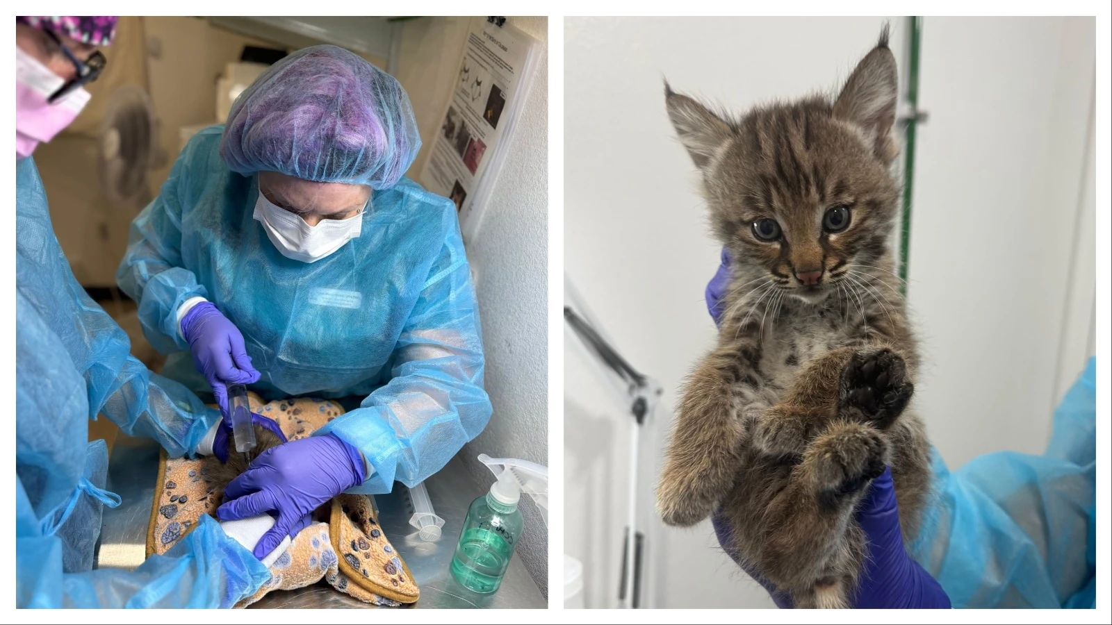 Amid Denver's urban sprawl, Rocky Mountain Wildlife Alliance is rescuing a fast-growing number of injured animals.