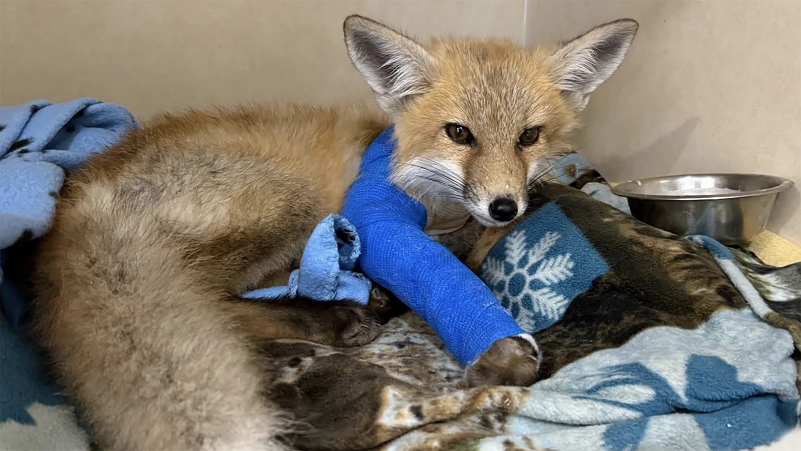 A kit, or young red fox, recovers after surgery for a broken leg at the Rocky Mountain Wildlife Alliance’s wildlife hospital in Sedalia, Colorado.