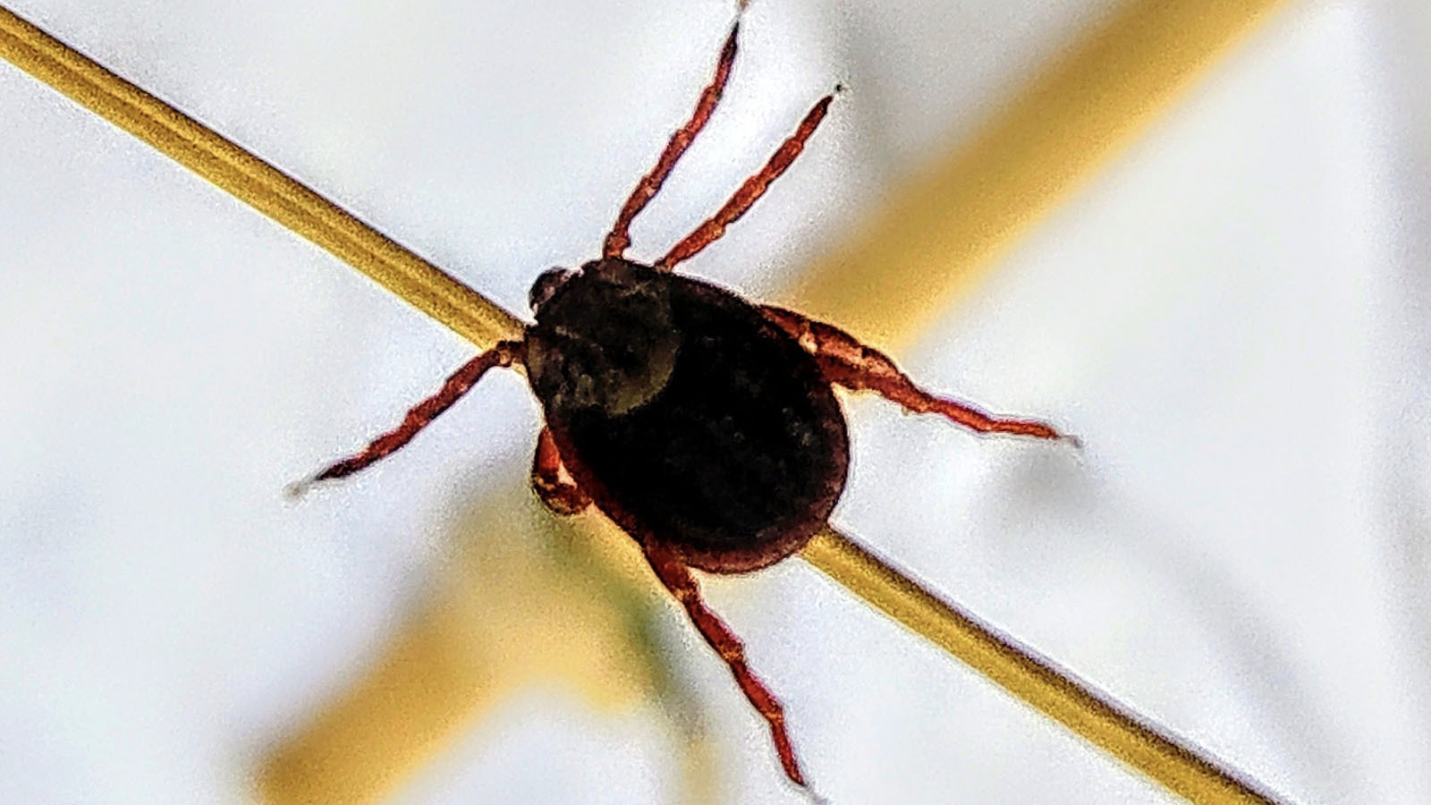 The Rocky Mountain wood tick is the most common species of tick in Wyoming.