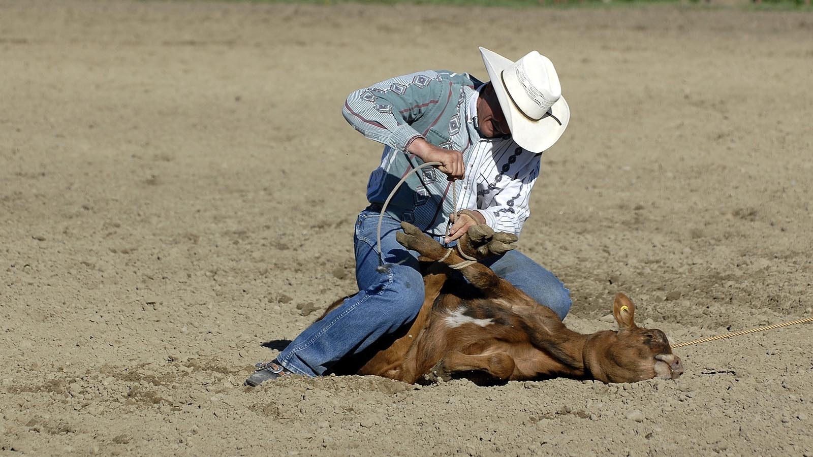An example of tie-down roping.