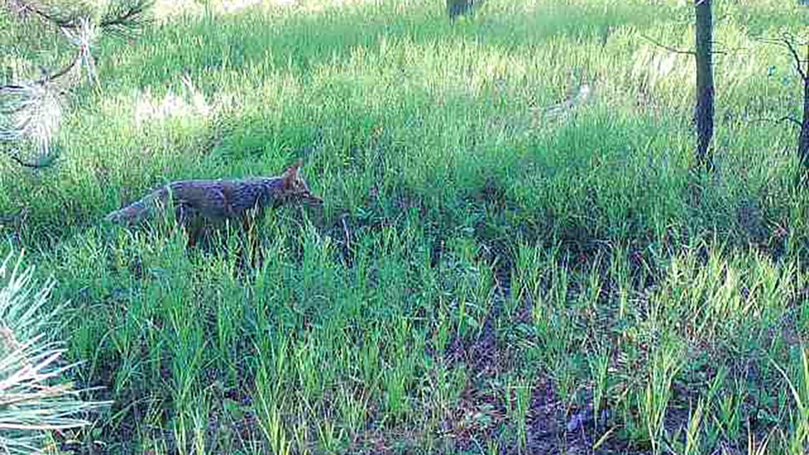 A young coyote is seen hot on the trail of a deer with fawns in these recent trail camera photos from northeast Wyoming. Coyotes seem especially numerous this year, and pack of four has been stalking a rural neighborhood near Douglas.