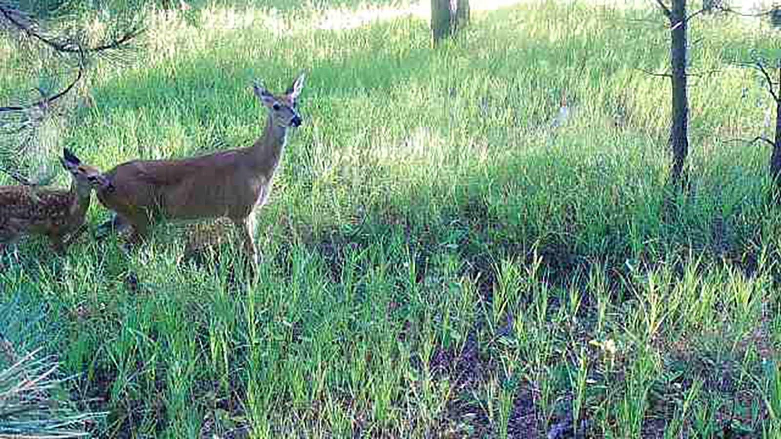 A young coyote is hot on the trail of a deer with fawns in these recent trail camera photos from northeast Wyoming. Coyotes seem especially numerous this year, and pack of four has been stalking a rural neighborhood near Douglas.