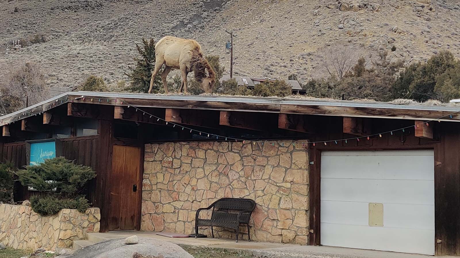 A cow elk boldly strode out onto the sod roof of a building in Gardiner, Montana early Tuesday, to graze on the sod.