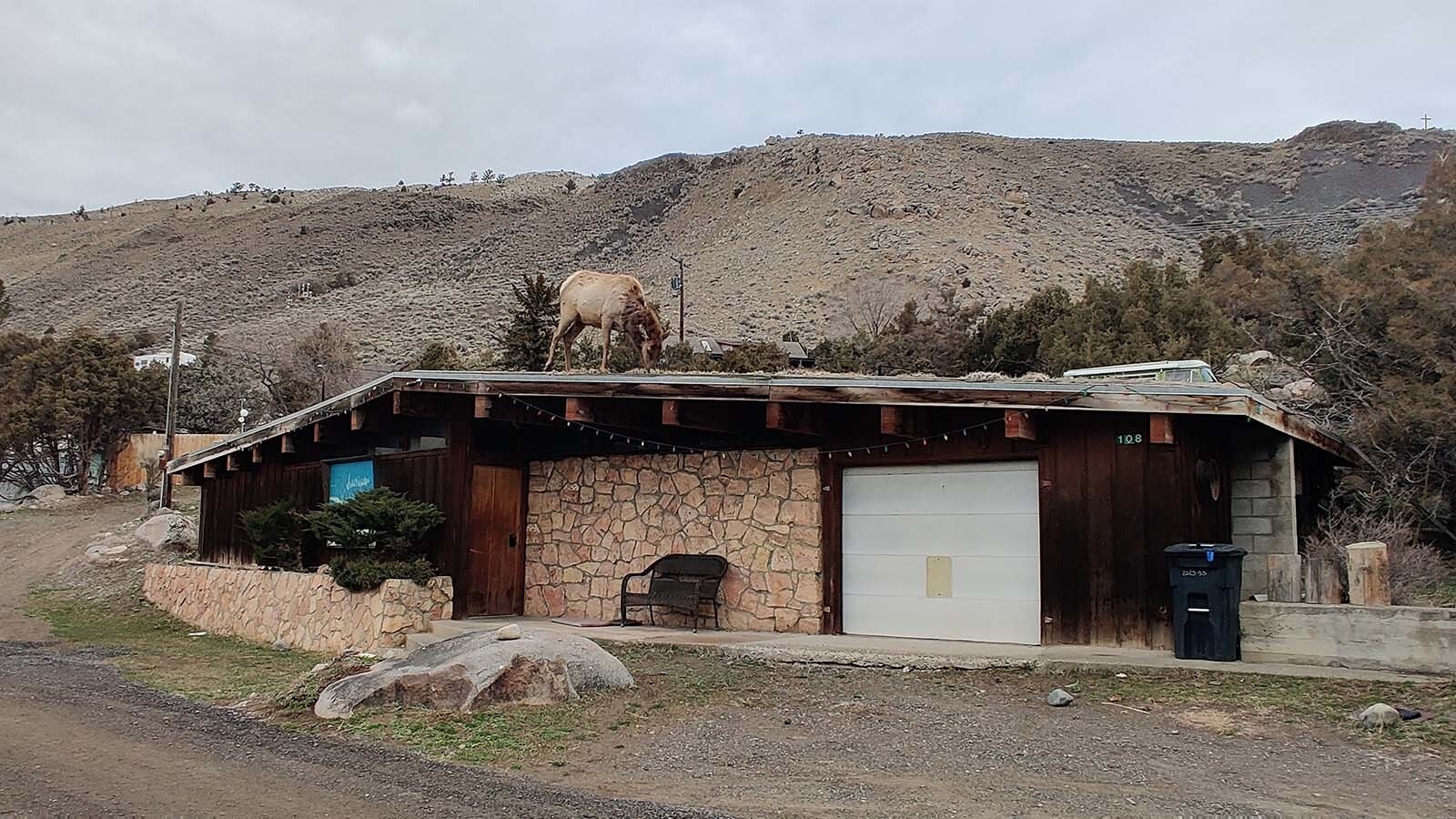 A cow elk boldly strode out onto the sod roof of a building in Gardiner, Montana early Tuesday, to graze on the sod.