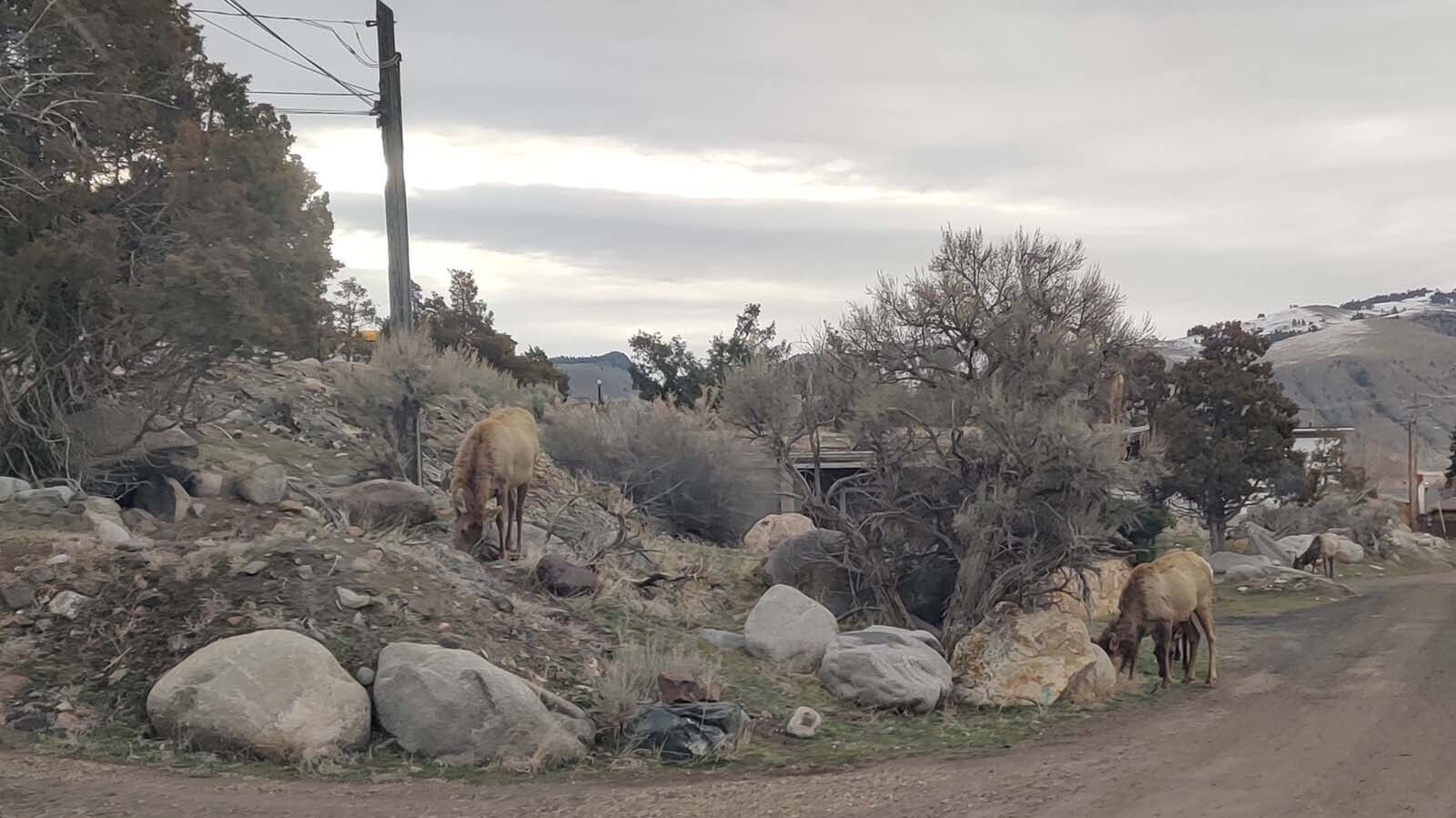 Elk take over the tiny town of Gardiner, Montana, each spring as they migrate back into Yellowstone National Park.