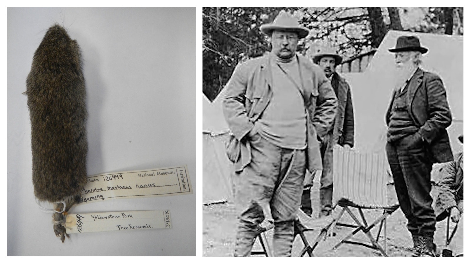 The vole President Teddy Roosevelt reportedly caught in his hat in Yellowstone National Park in 1903. He was in the park with naturalist John Burroughs, right.
