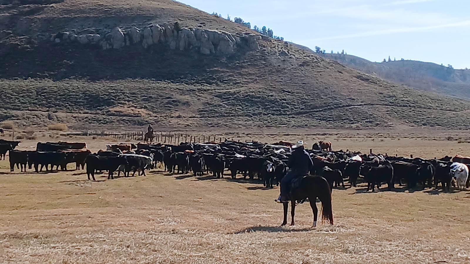 4.	A cowboy overlooks several heads of cattle earlier this month during the Hoback Basin cattle roundup in western Wyoming.