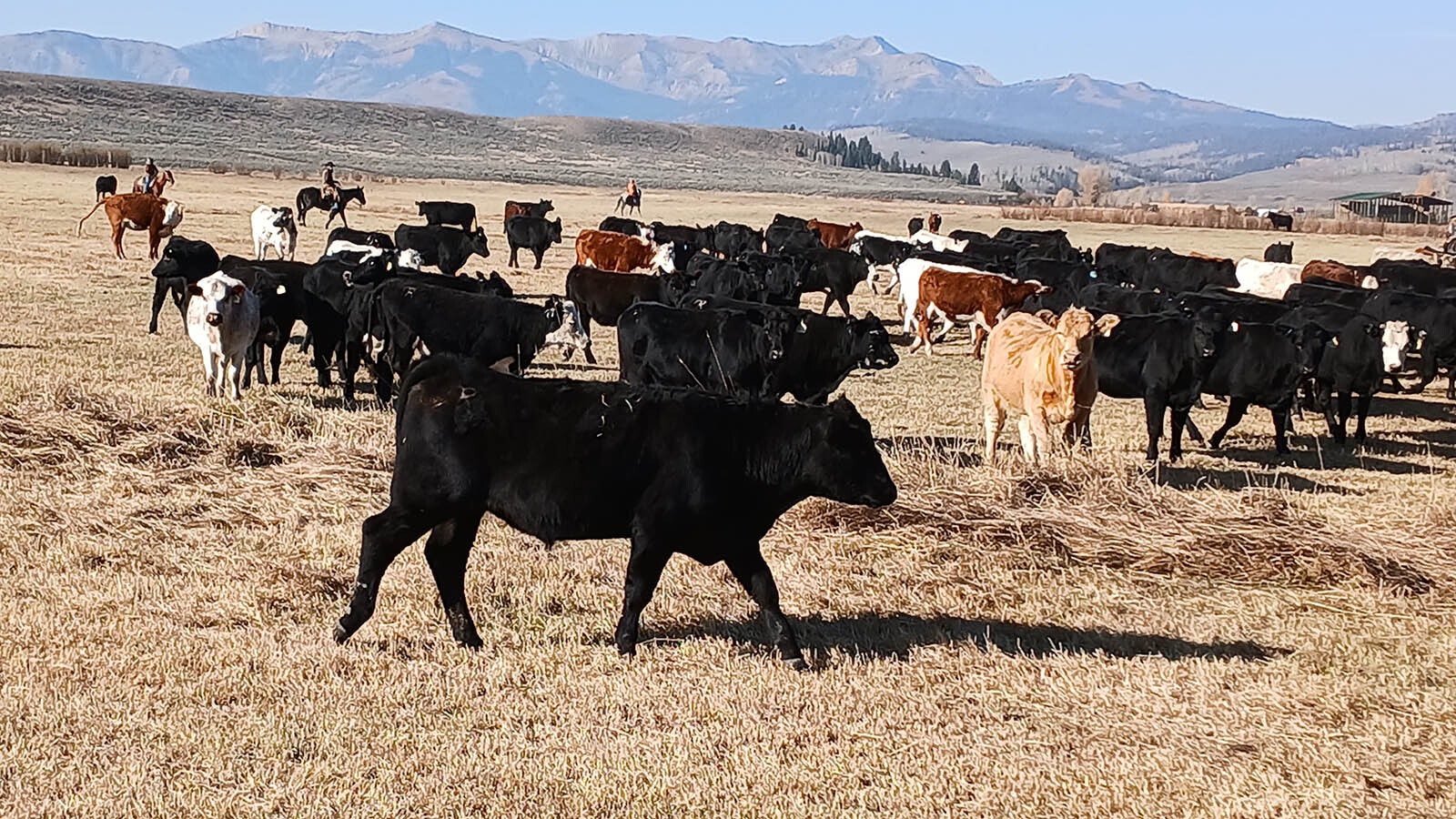 4.	A cowboy overlooks several head of cattle earlier this month during the Hoback Basin cattle roundup in western Wyoming.