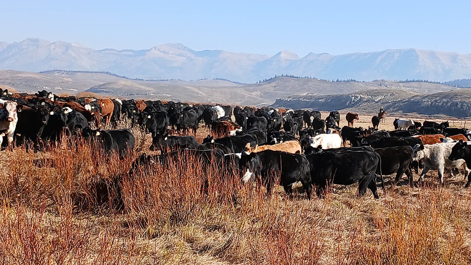 3.	Cattle bunch together during the Hoback Basin cattle roundup earlier this month near Bondurant in western Wyoming.