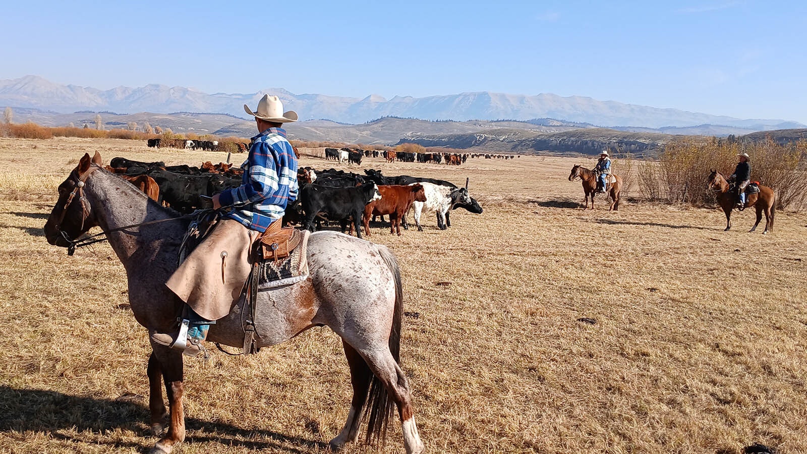 2.	A cowboy overlooks some of the nearly 3,000 cattle that are being rounded up from public lands in western Wyoming this month.