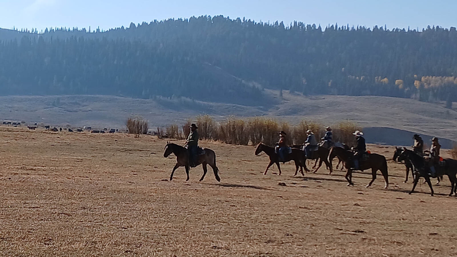 2.	Cowboys ride to round up cattle early this month in the Hoback Basin in western Wyoming.