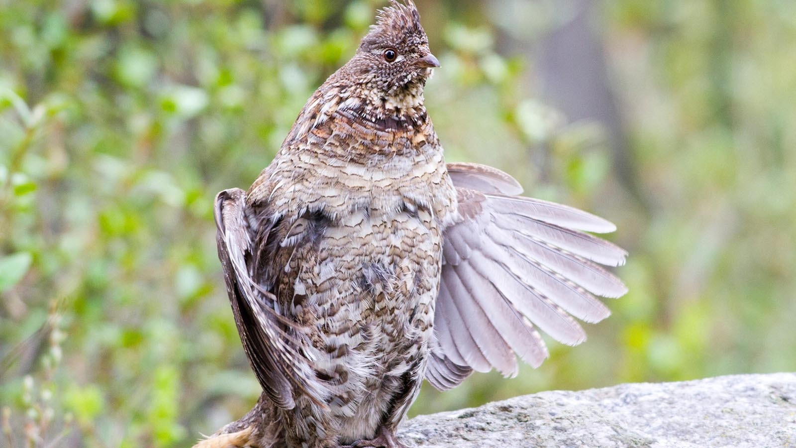 Male ruffed grouse attract mates by cupping their wings and flapping them rapidly, to create a “drumming” sound that can be heard a quarter-mile away.