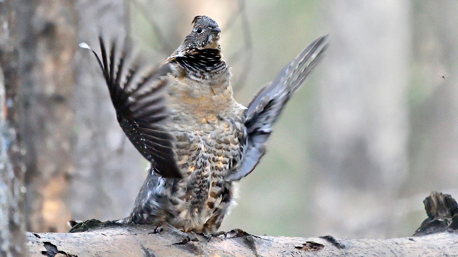 Male ruffed grouse attract mates by cupping their wings and flapping them rapidly, to create a “drumming” sound that can be heard a quarter-mile away.
