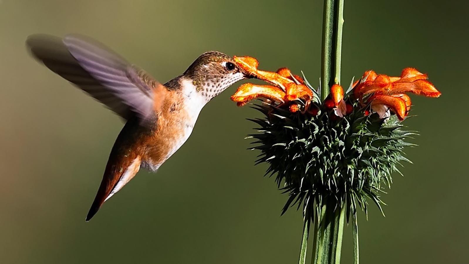 Hummingbird season is in swing, drawing many bird watchers of the tiny species known for aerial acrobatics and the pollination of flowers across Wyoming. They also suck down enough sugar to put a human in a coma. This Rufous hummingbird was photographed in Laramie County.